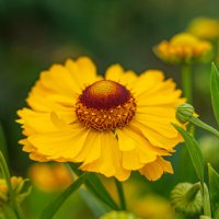 Дачные красоты :: Александр Филатов