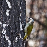Зелёный дятел :: SanSan 