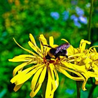 Июль...Шмель на  медовом желтоцвете! :: Владимир 