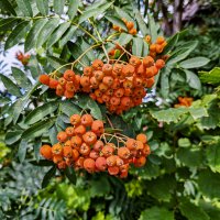 Костры рябин :: Dmitry i Mary S