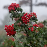 Утро после дождя :: Петр 