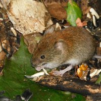 Малыш рыжей полёвки :: Лина 