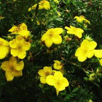 Лапчатка цветёт :: Людмила Смородинская Лапчатка цветёт :: Людмила Смородинская