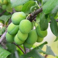 Россия. Московская область. Вознесенская Давидова пустынь. Урожай... :: Наташа ***** Россия. Московская область. Вознесенская Давидова пустынь. Урожай... :: Наташа *****