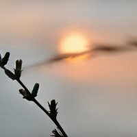 *** :: Надежда Куркина 