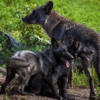 Лето, Август, Семья чёрный ВОЛК :: Владимир Максимов