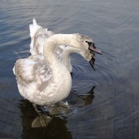 Молодые лебеди :: Рита Симонова