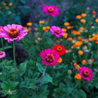 "Свежий вечер. Цинии"© :: Владимир Макаров