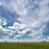 На летних просторах.. :: Андрей Заломленков