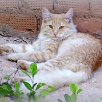 Товарищ фотограф, ляг тоже в холодке, чего по жаре бродить! :-) :: Андрей Заломленков