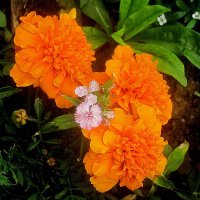 Летние :: Елена Семигина