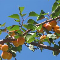 абрикосы :: Елена Шаламова