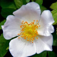 Пять беленьких лепесточков :: Alexandеr P