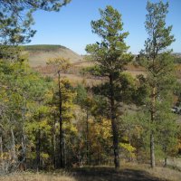 Лес :: Anna Ivanova