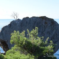 Природа Крыма :: Amazing Cosmea