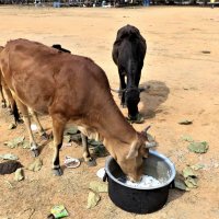 С коровой тоже нужно... :: Игорь Матвеев 