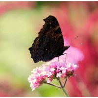 *** :: Aleksandr Gal