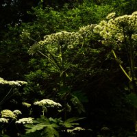 3. Ещё борщевик. :: Василий Палий