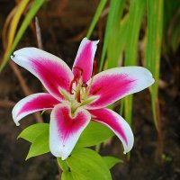 Августовская красавица :: Светлана 