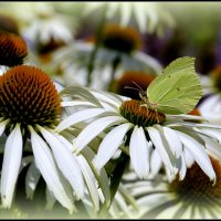 С лимонницей ! :: Aleksandr Gal