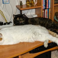 И, кто, в доме хозяин? :: Ирина Соловьёва