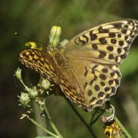 ** :: Зоя Мишина