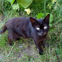 Кошечка :: Антонина Гугаева