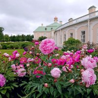 Цветущий Ораниенбаум. :: Лия ☼