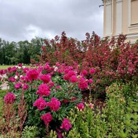 Цветение июня. :: Лия ☼