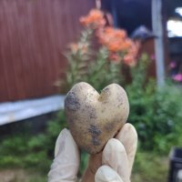 От картофеля с любовью... :: Ирина Жигунова