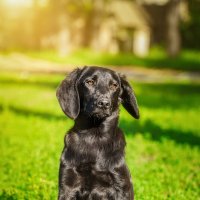 Бездомный :: Alex Bush