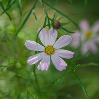 Летние зарисовки. :: Sergey (Apg)