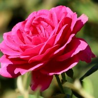 Летняя красавица :: Светлана Тихонина Летняя красавица :: Светлана Тихонина