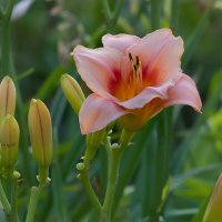 Лилейник :: Светлана Григорьева