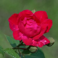 После дождя :: Светлана Григорьева