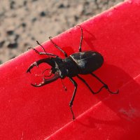 Жук олень :: Николай Холопов Жук олень :: Николай Холопов