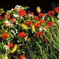 Цветы августа :: Aida10 