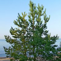 У моря. :: VasiLina *