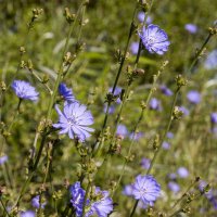 ... :: Елена Пономарева