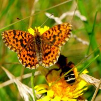 из снятого 1 августа 17 :: Александр Прокудин из снятого 1 августа 17 :: Александр Прокудин