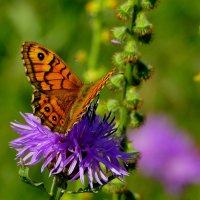 из снятого 1 августа  19 :: Александр Прокудин