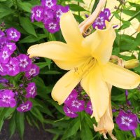 Флокс и лилейник :: Сапсан 