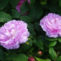 Летние розы :: Лидия Бусурина