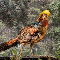 Золотой фазан :: SanSan 