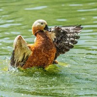 Огарь :: SanSan 