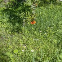 Август :: Валерий Иванович