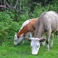 Алтайские телята :: Татьяна Лютаева Алтайские телята :: Татьяна Лютаева