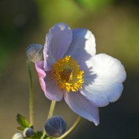 Анемона японская (ветреница японская) :: Татьяна Лютаева Анемона японская (ветреница японская) :: Татьяна Лютаева