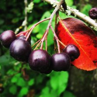 Арония поспевает :: Людмила Смородинская Арония поспевает :: Людмила Смородинская