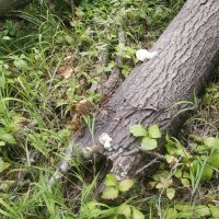 В лесах Керея :: Андрей Хлопонин